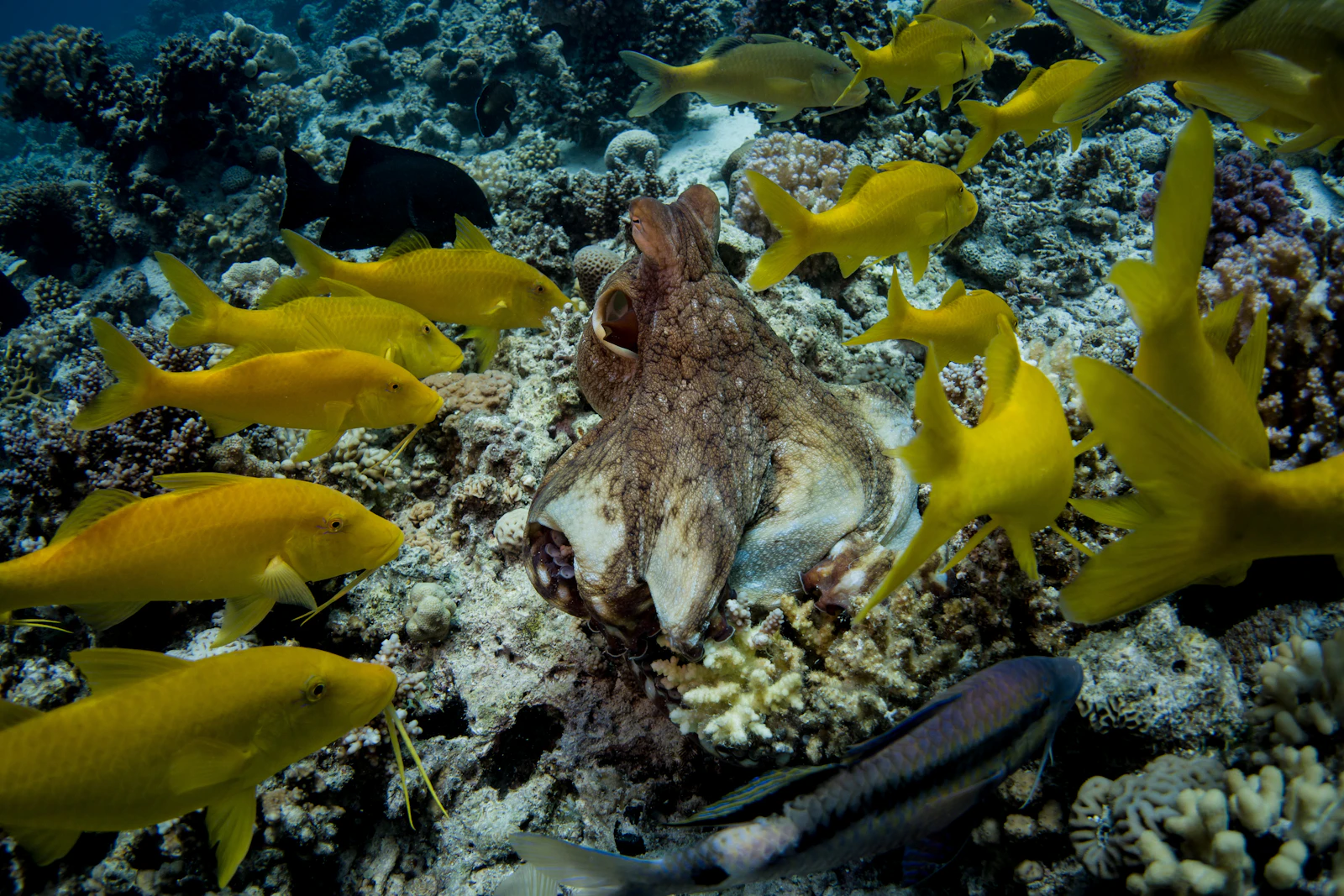 Hurghada, Egypt photo 28 by geoff trodd