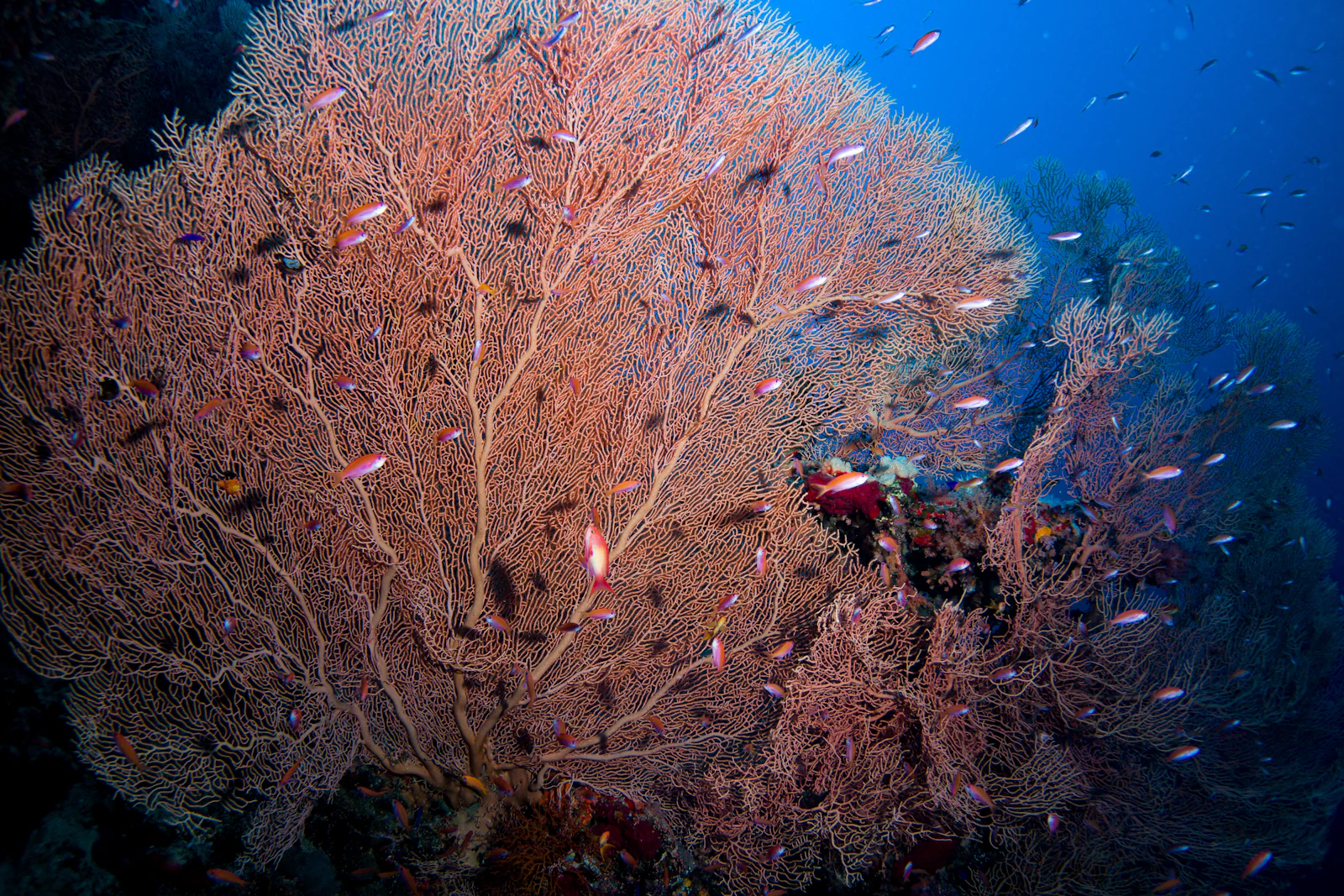 Hurghada, Egypt photo 29 by geoff trodd