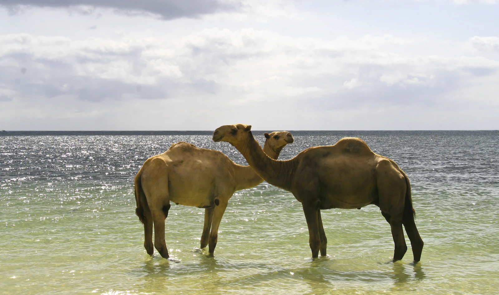 Mombasa, Kenya photo 8 by Stanislav Lvovsky