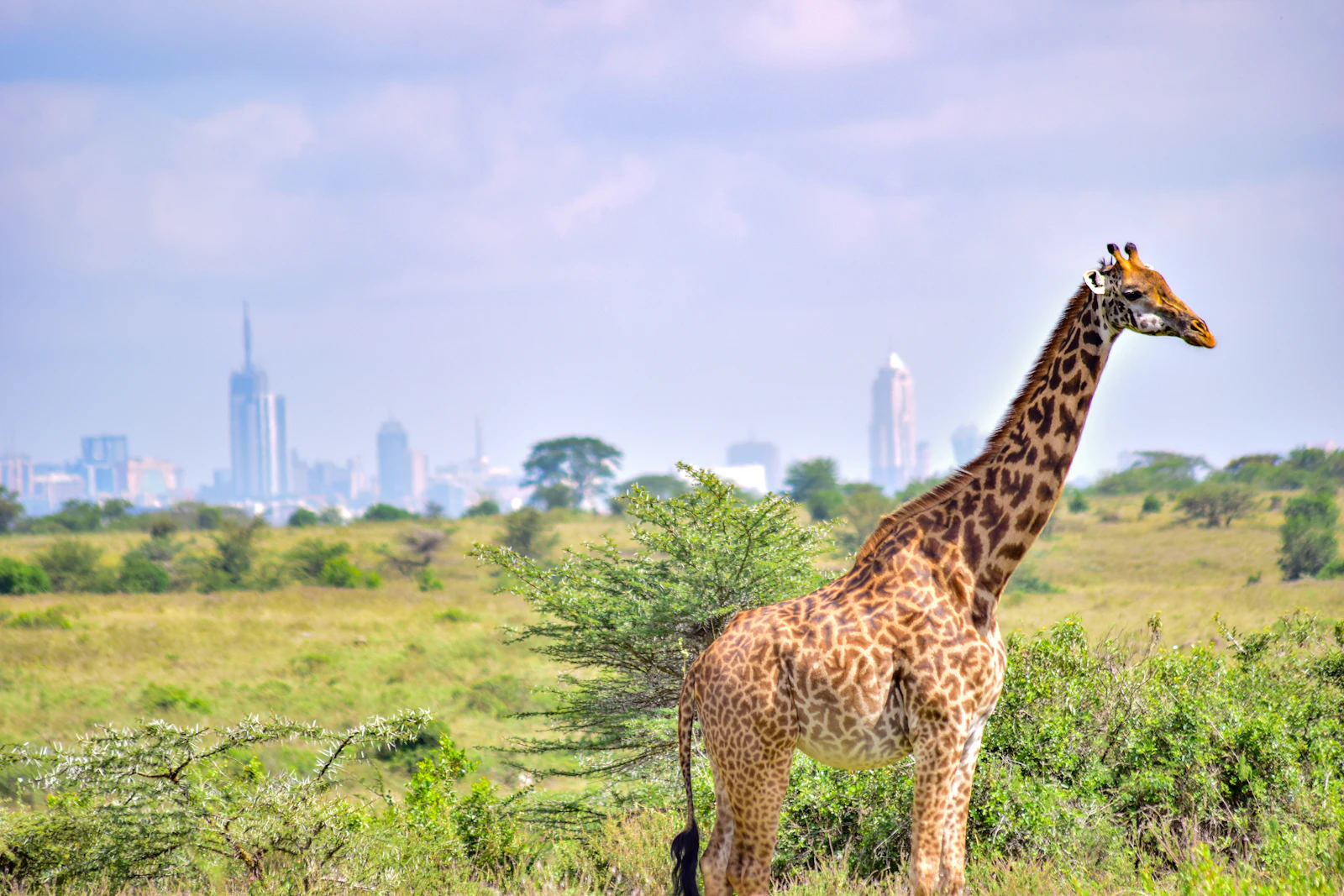 Nairobi, Kenya photo 7 by Grace Nandi
