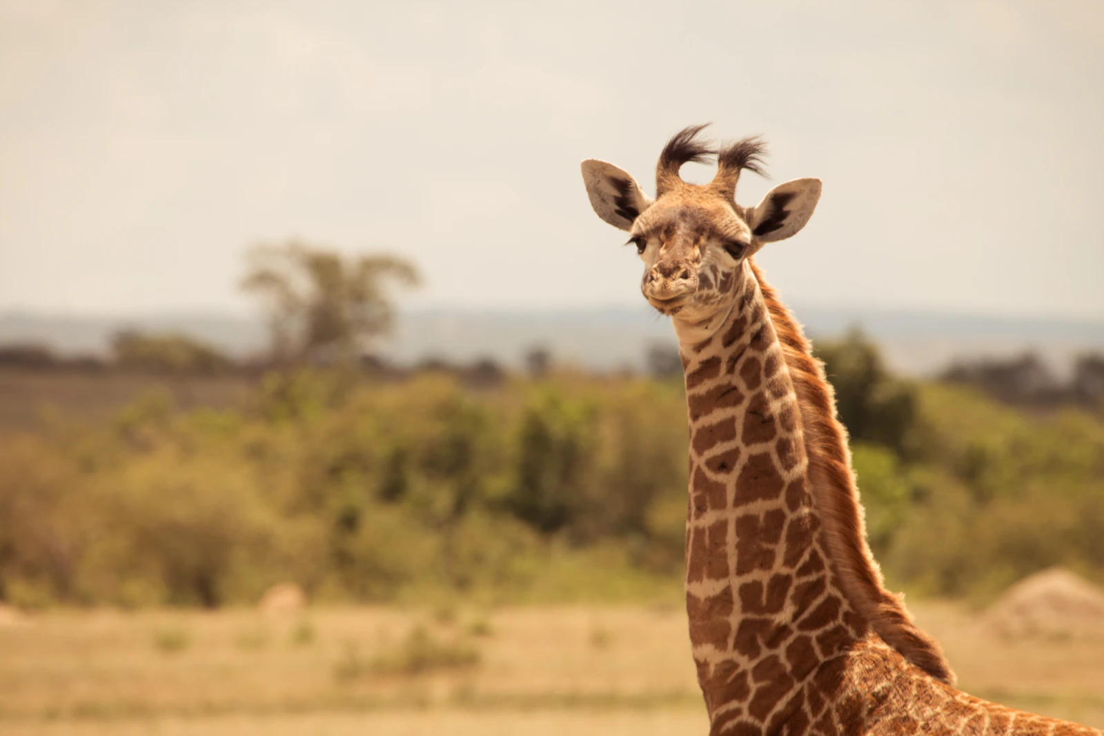 Nairobi, Kenya photo 21 by Cody McLain