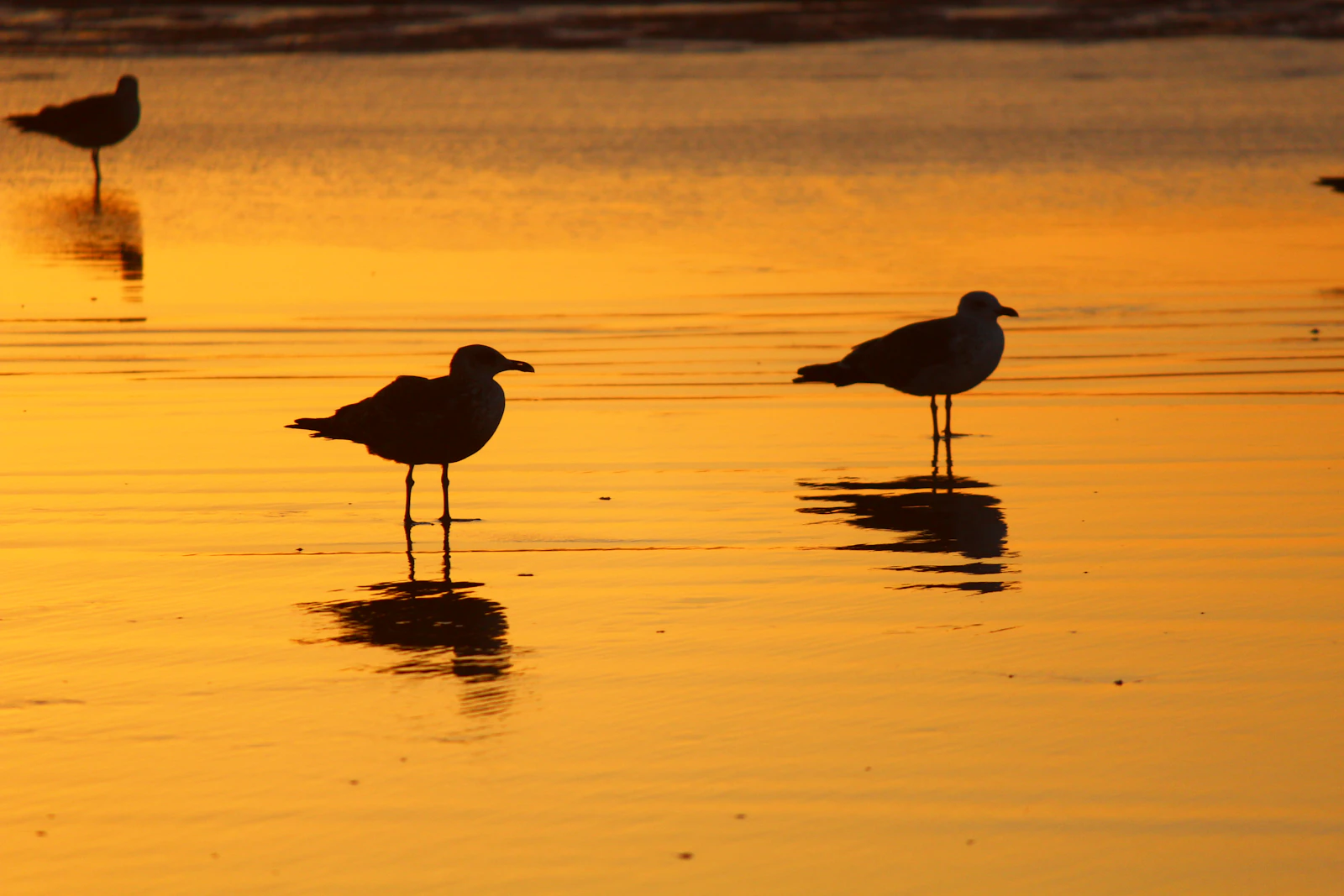 Essaouira, Morocco photo 29 by Talal elmountassir