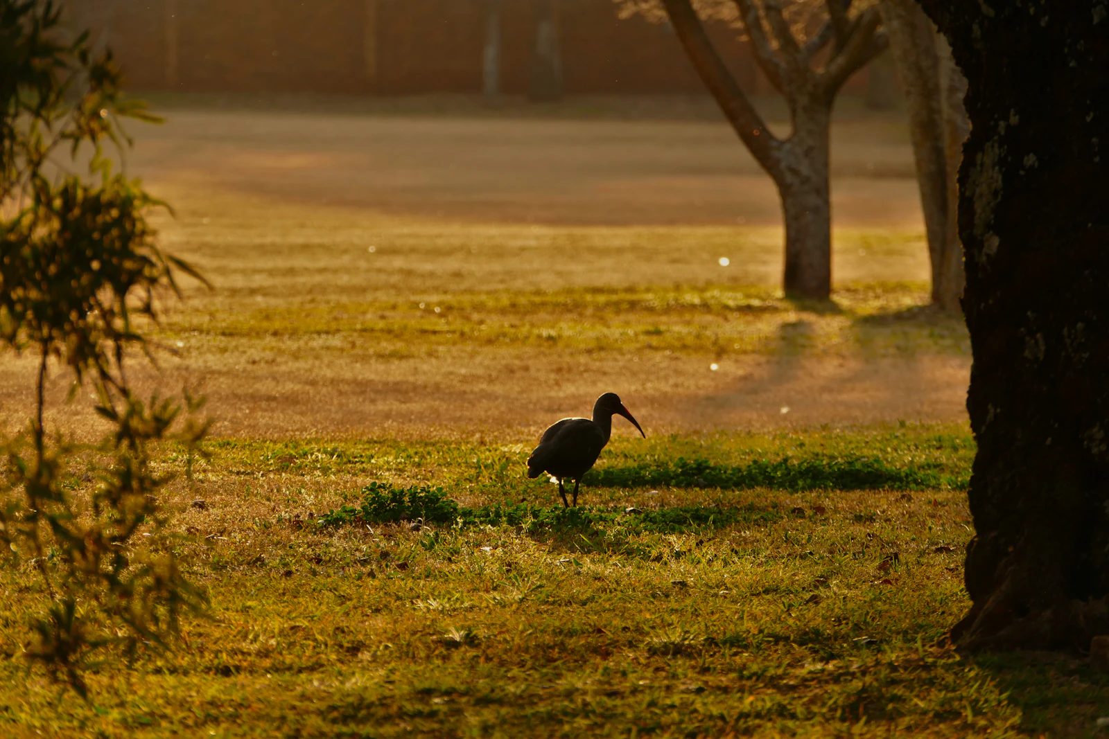 Johannesburg, South Africa photo 26 by Amber-Dawn Broomberg