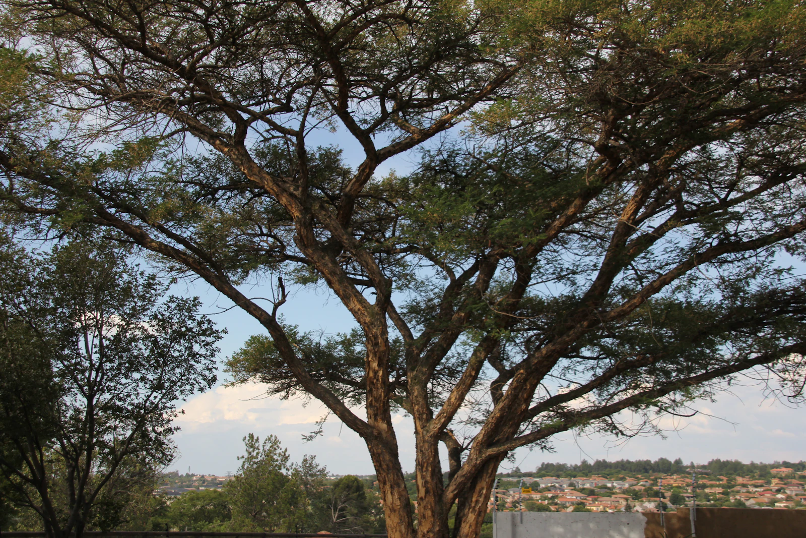 Johannesburg, South Africa photo 25 by Andile Mnothoza