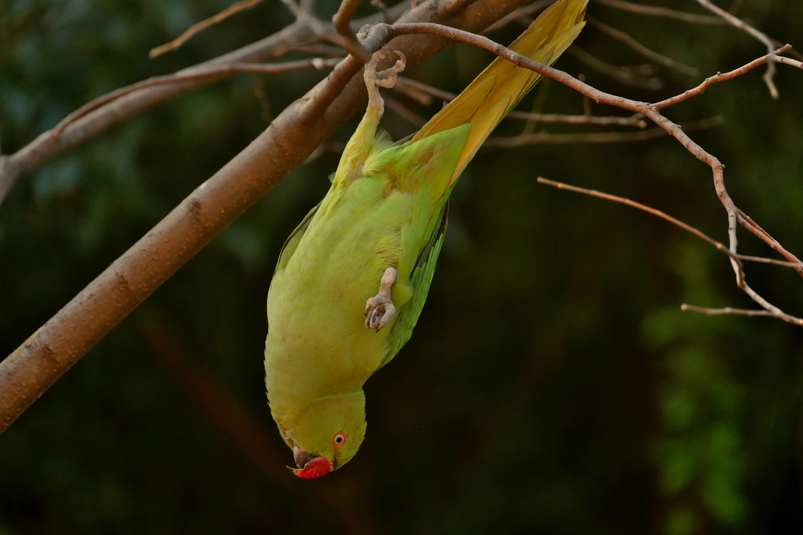 Johannesburg, South Africa photo 28 by Amber-Dawn Broomberg