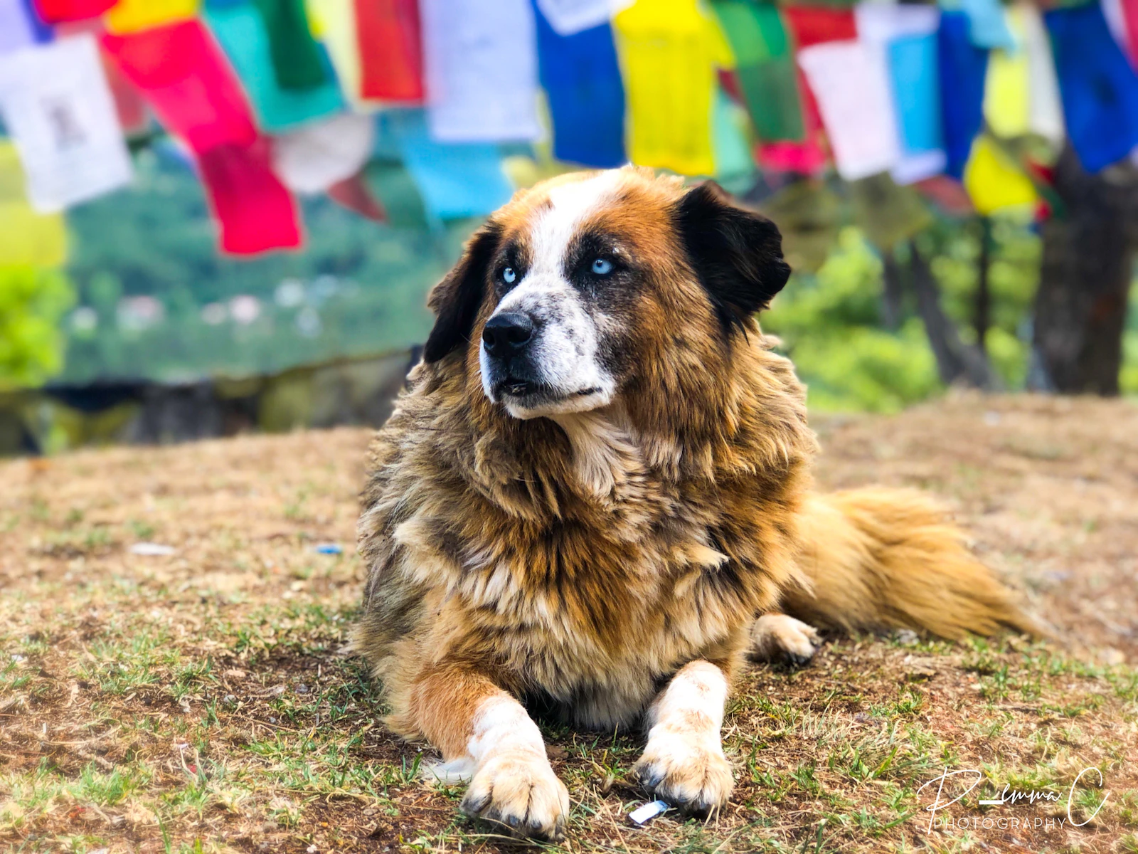 Thimphu, Bhutan photo 7 by Pemma Chhoeden