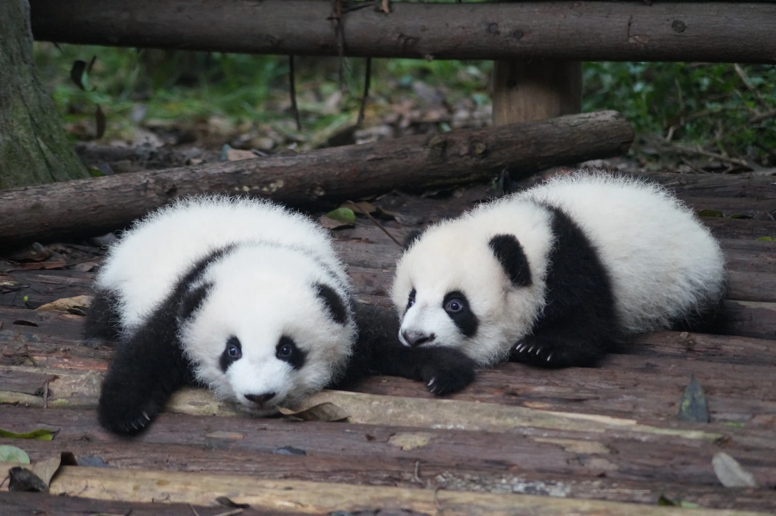 Chengdu, China photo 7 by Pascal Müller