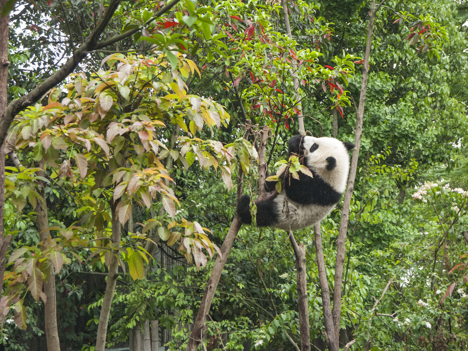 Chengdu, China photo 24 by Chester Ho