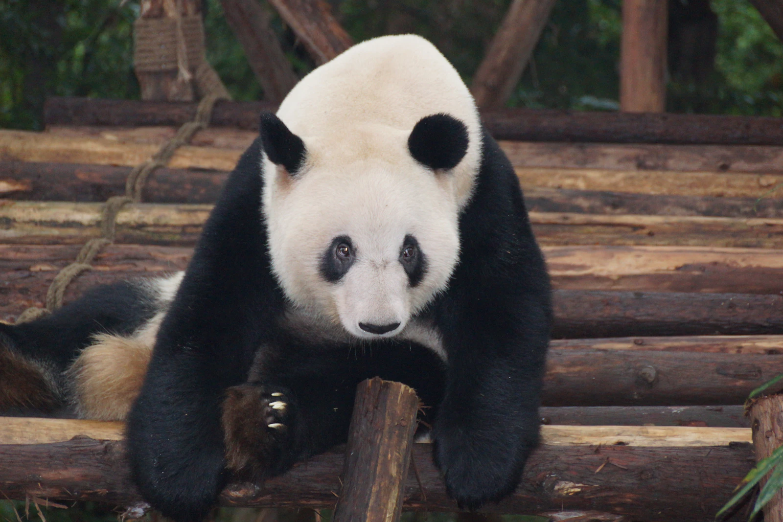 Chengdu, China photo 27 by Sheila C