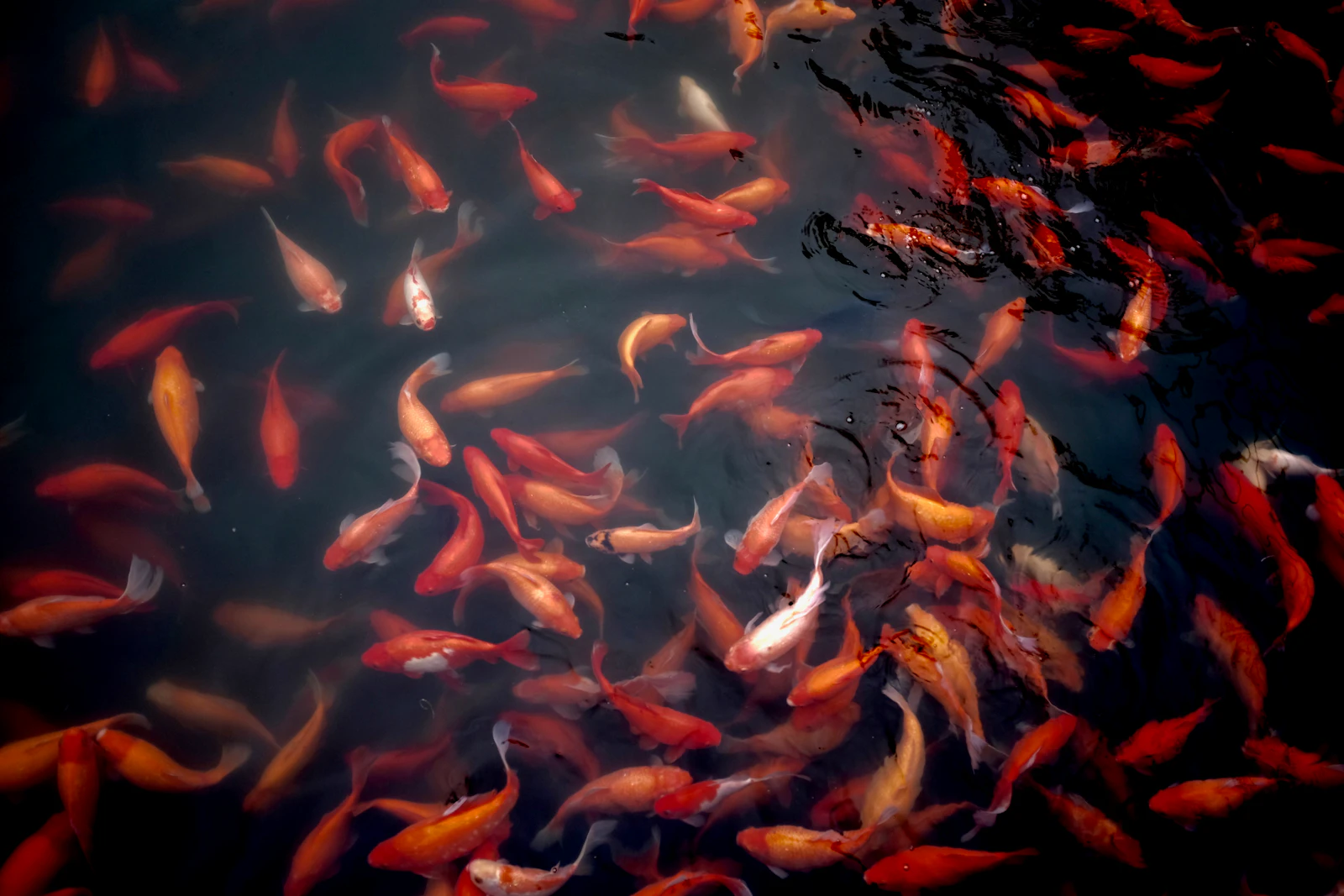 Hangzhou, China photo 7 by Jeremy Cai