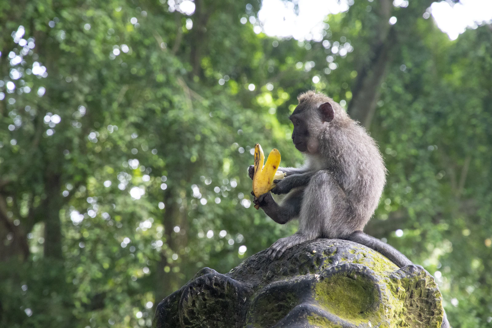 Ubud, Indonesia photo 16 by Robin Canfield