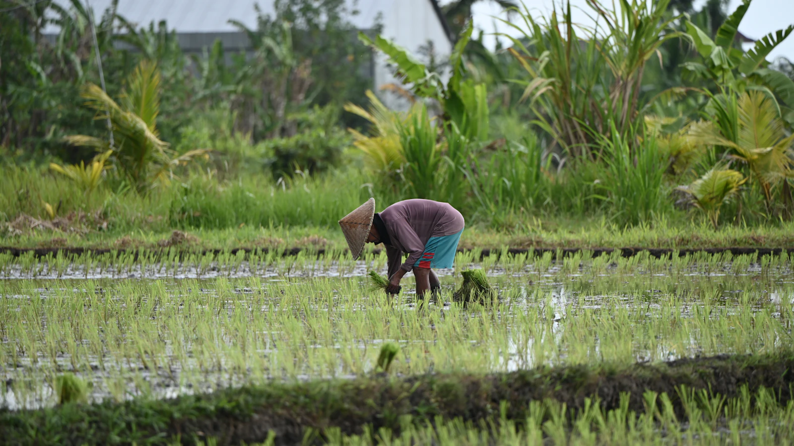 Ubud, Indonesia photo 13 by Deny Napitupulu