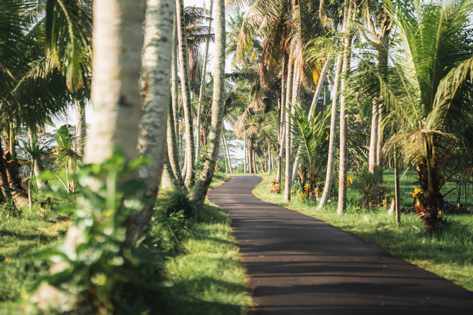 Ubud, Indonesia photo 8 by Spenser Sembrat