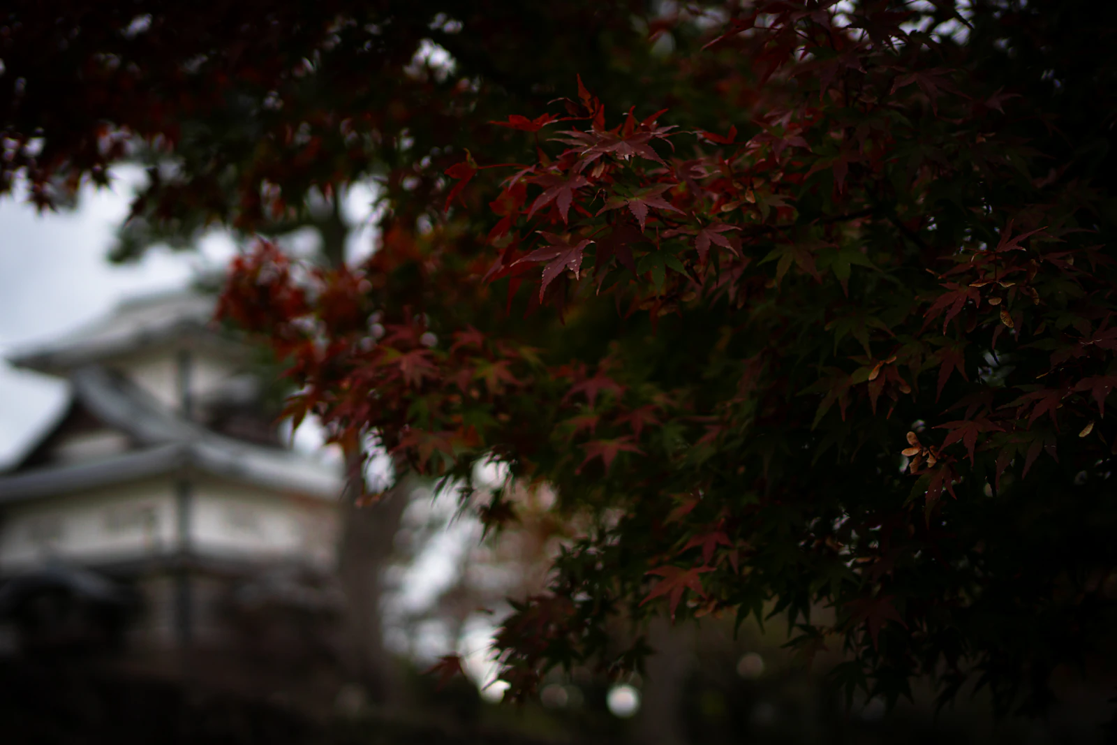 Kanazawa, Japan photo 28 by Ivanna Vinnicsuk