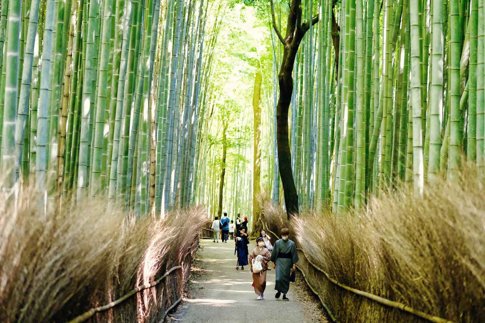 Kyoto, Japan photo 30 by Duong Nguyen