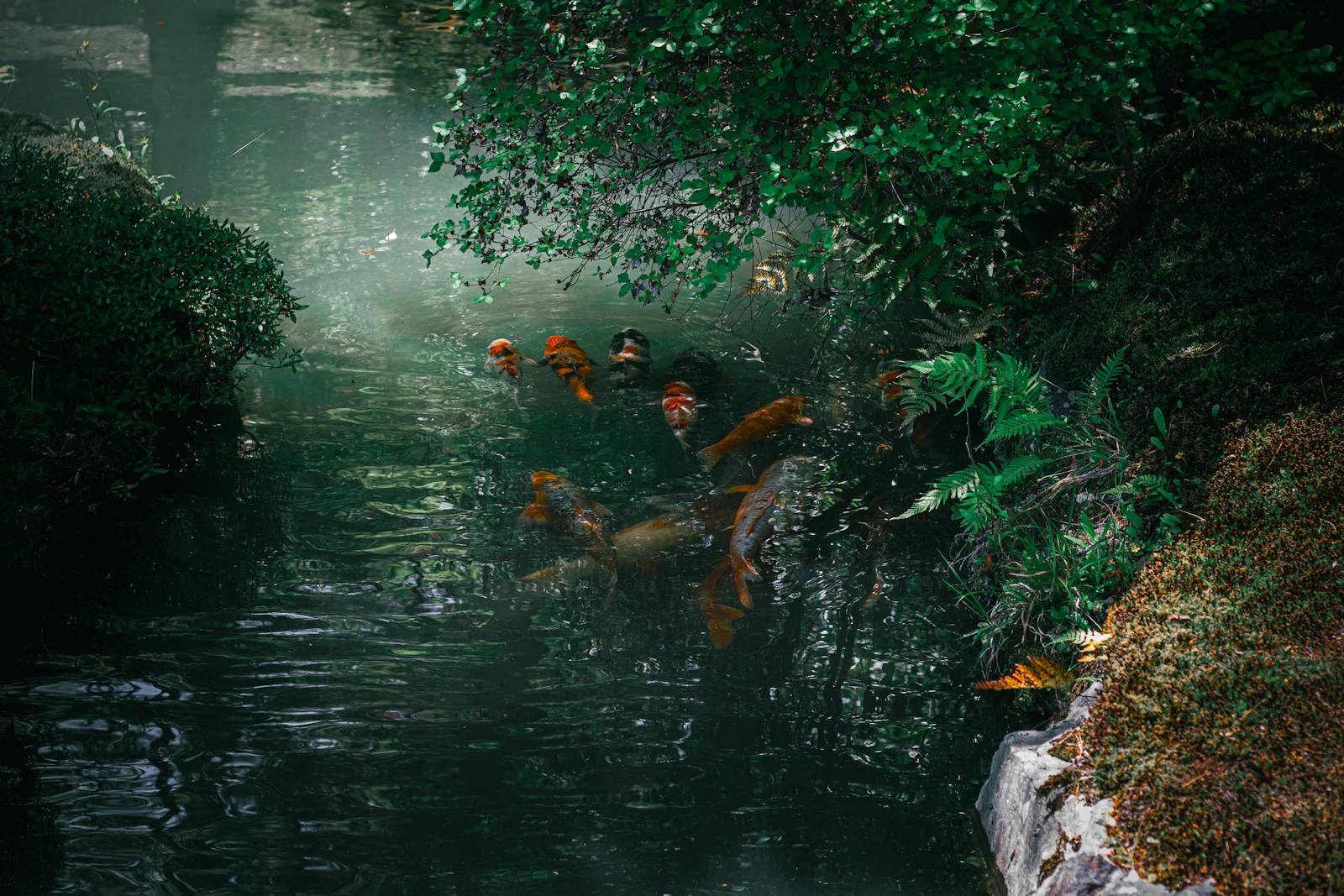 Kyoto, Japan photo 16 by Jaipreet Singh