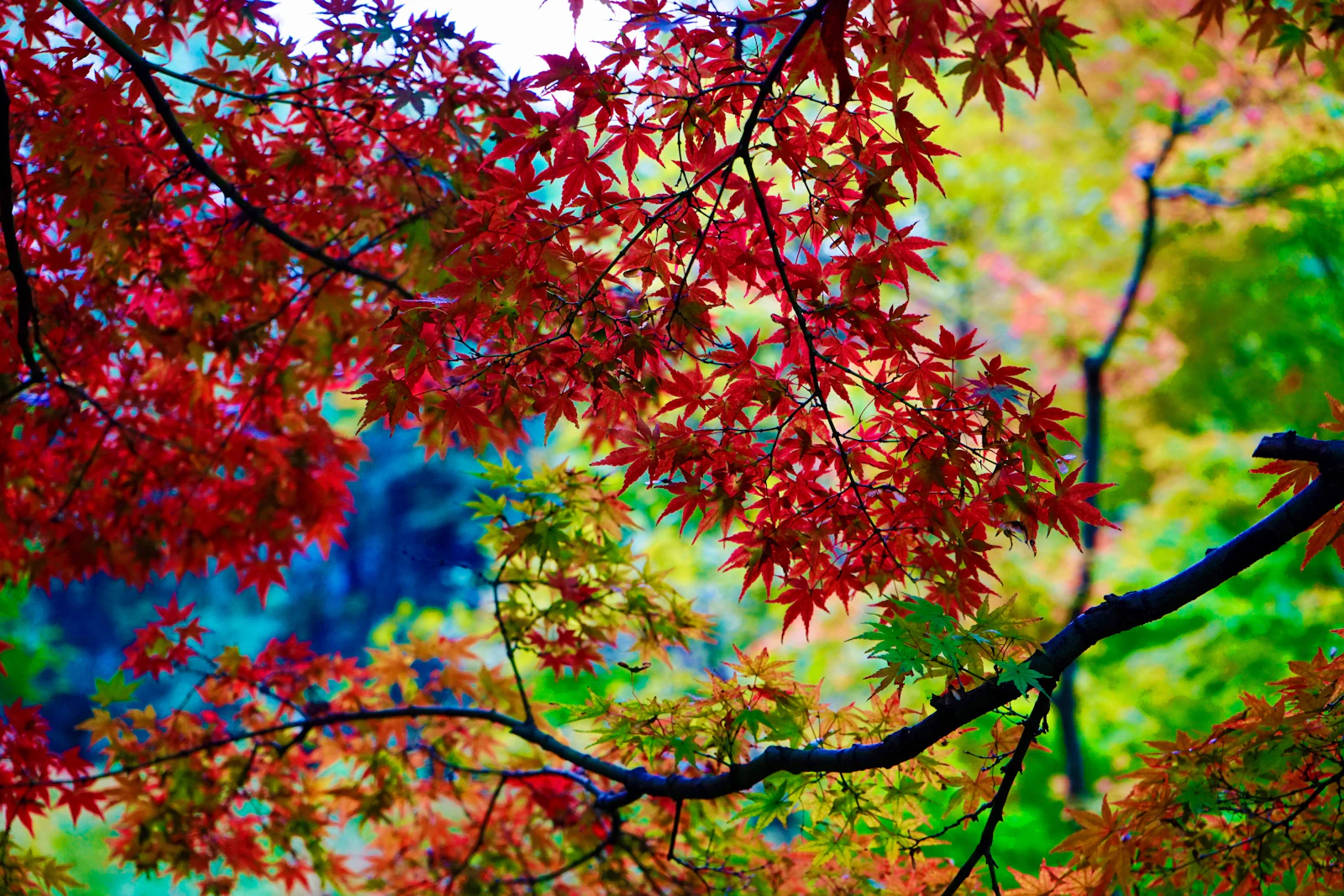 Nagoya, Japan photo 27 by Pete Wong