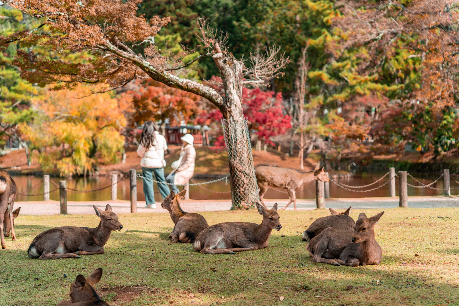 Nara, Japan photo 17 by Koon Chakhatrakan