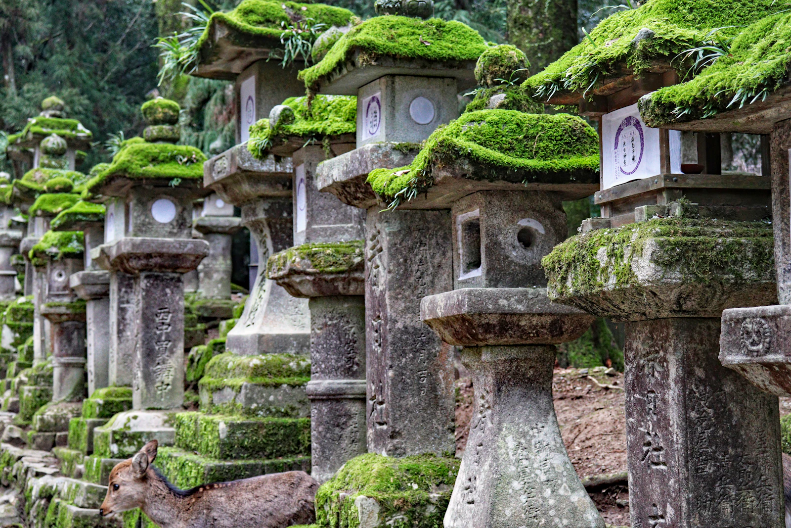 Nara, Japan photo 28 by Michael DeMarco
