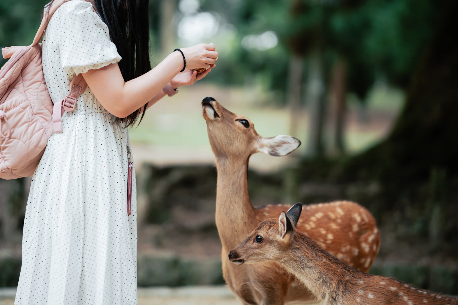 Nara, Japan photo 14 by Spenser Sembrat