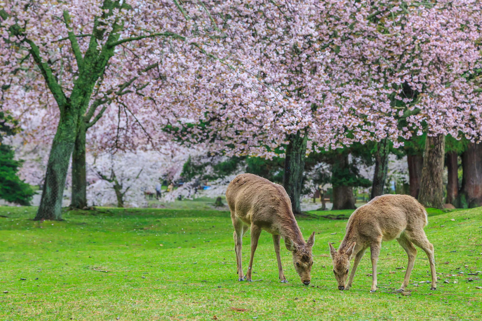 Nara, Japan photo 6 by Worachat Sodsri