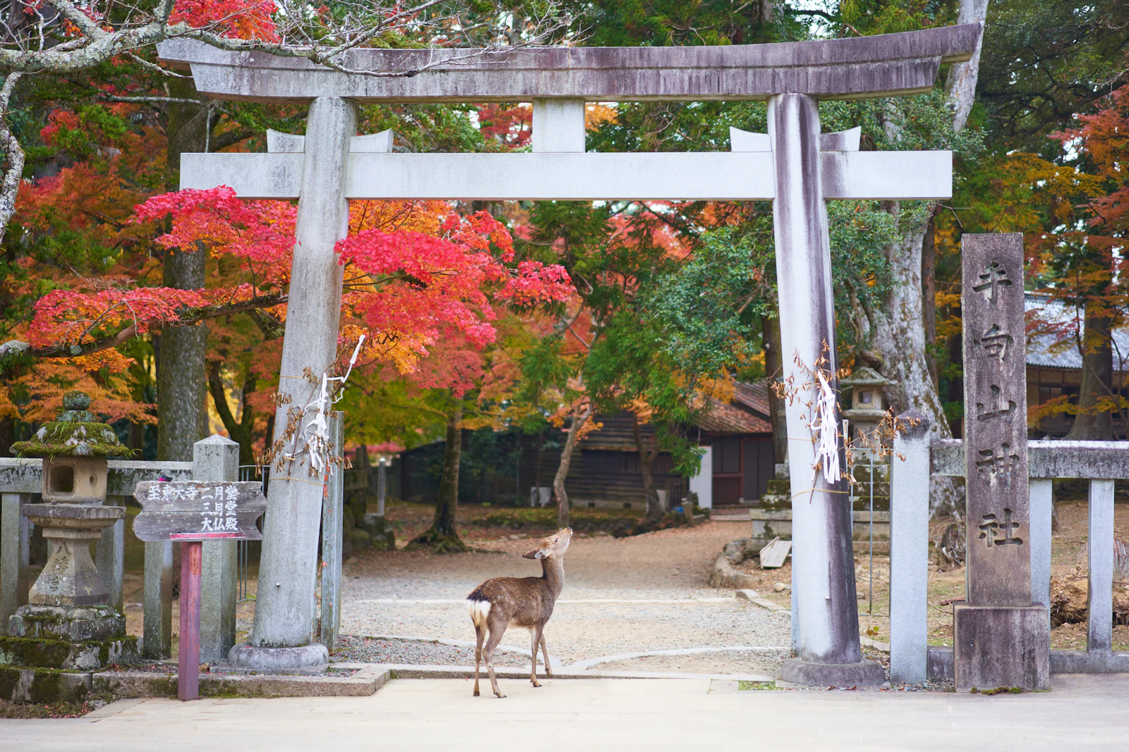 Nara, Japan photo 3 by Timo Volz