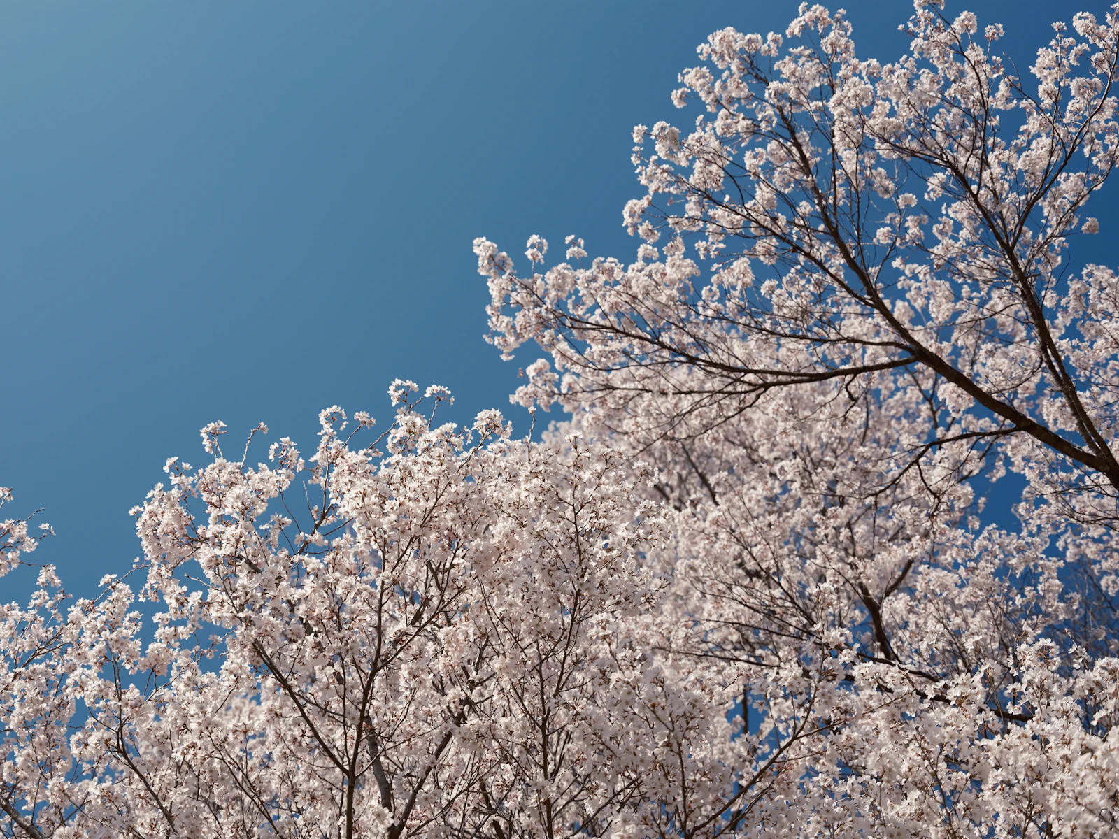 Takayama, Japan photo 24 by あま あわれ