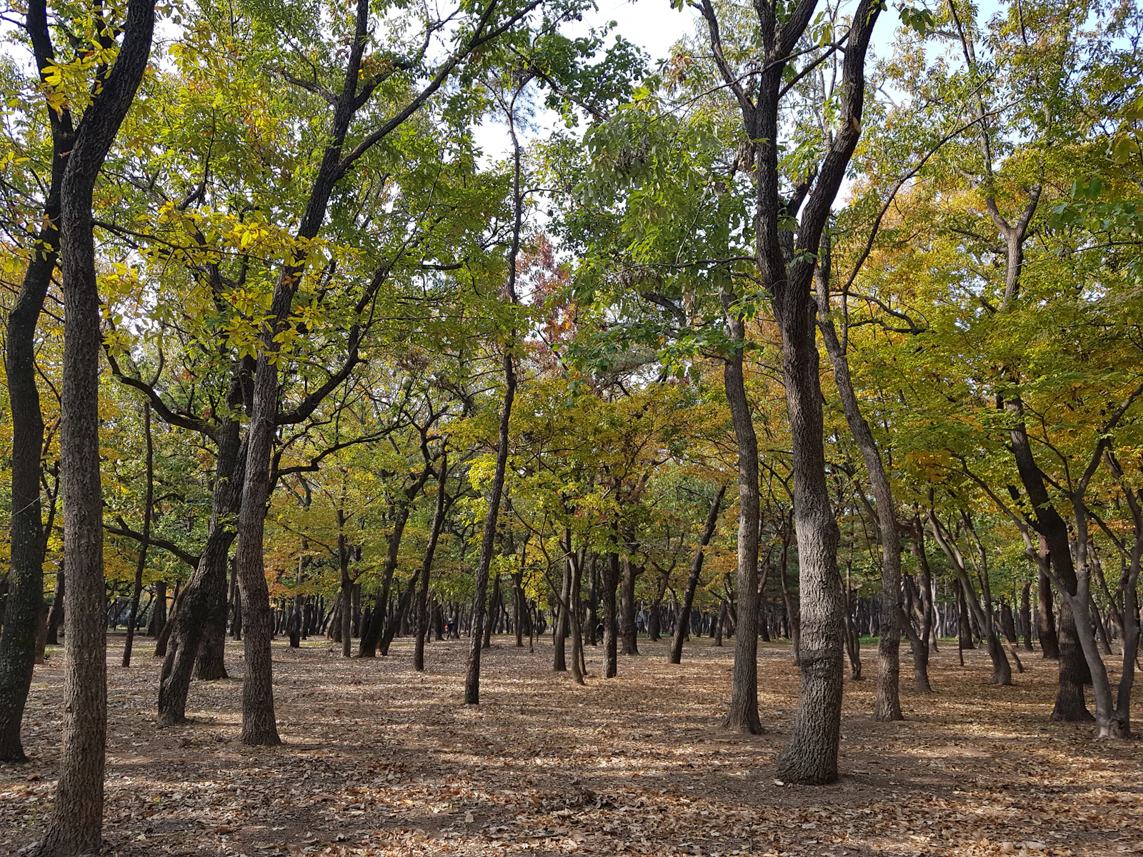 Gyeongju, South Korea photo 18 by Ahalya Suresh
