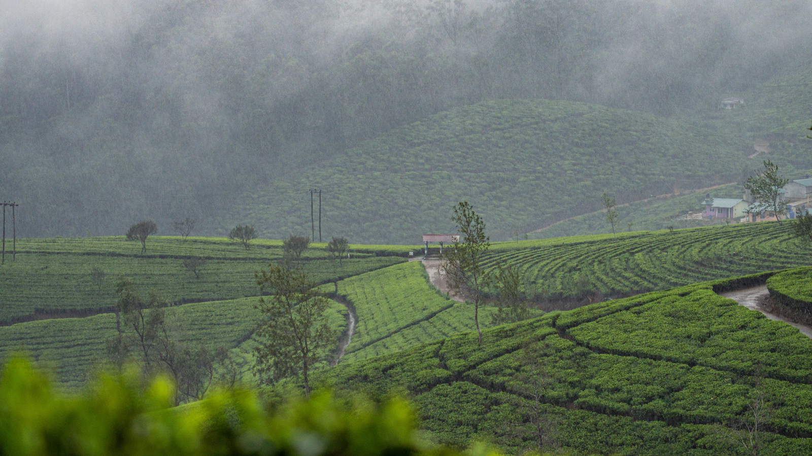 Kandy, Sri Lanka photo 29 by Anatoly Maltsev