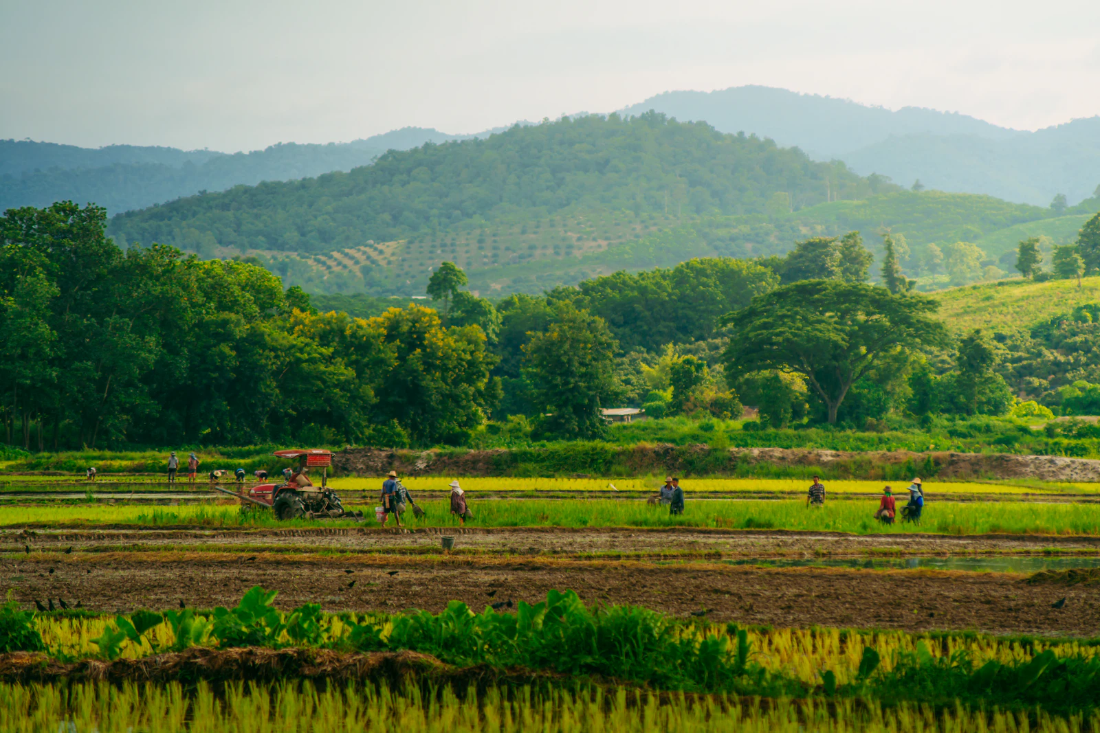 Chiang Rai, Thailand photo 2 by Wathanyu Chomchuen