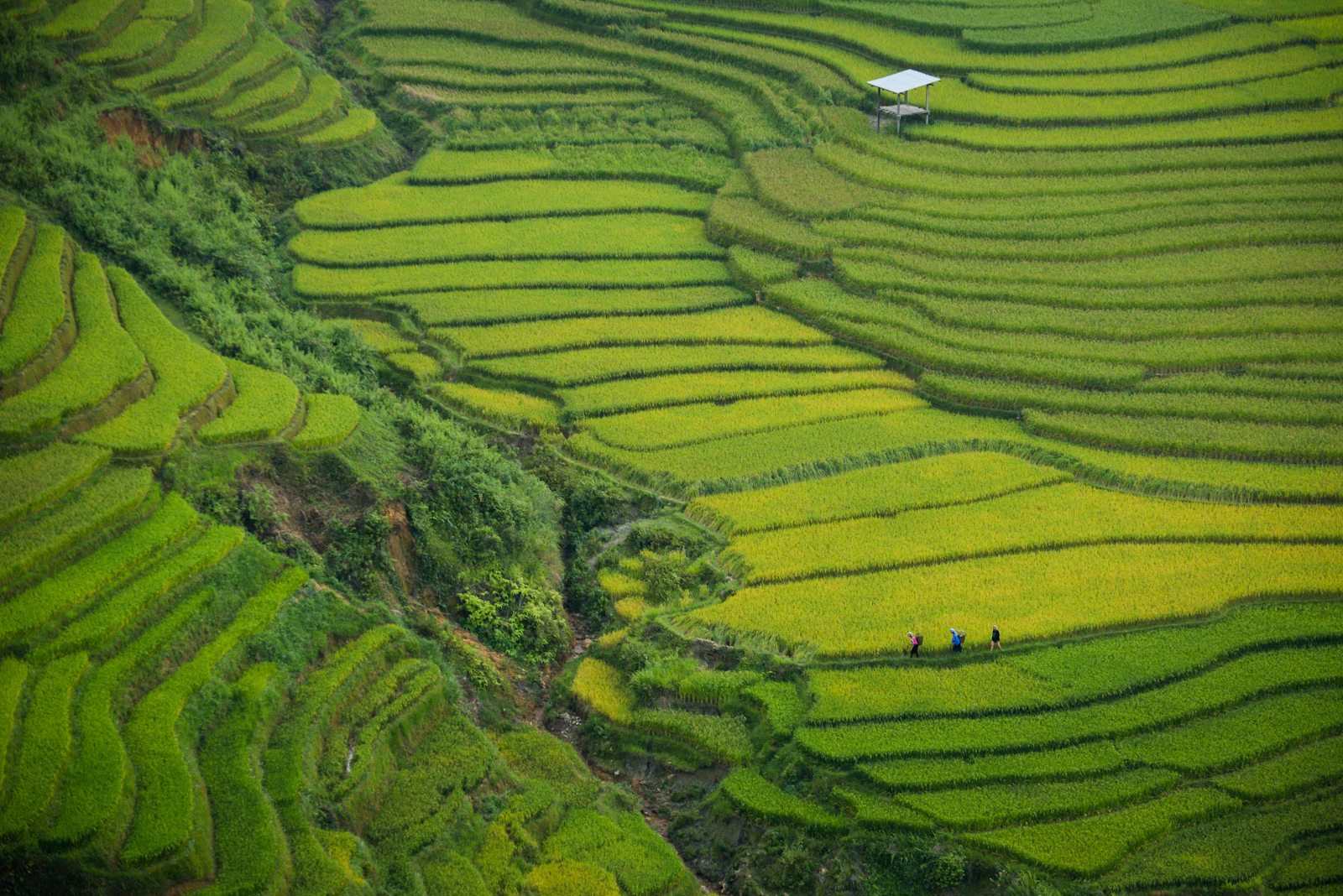 Sapa, Vietnam photo 2 by Doan Tuan