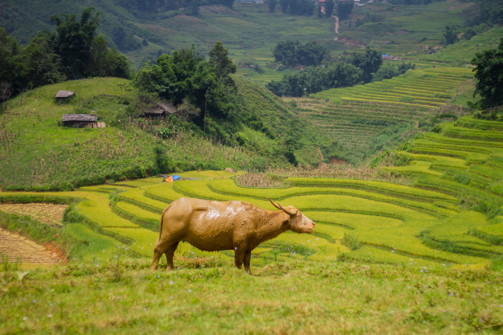Sapa, Vietnam photo 22 by Kimia