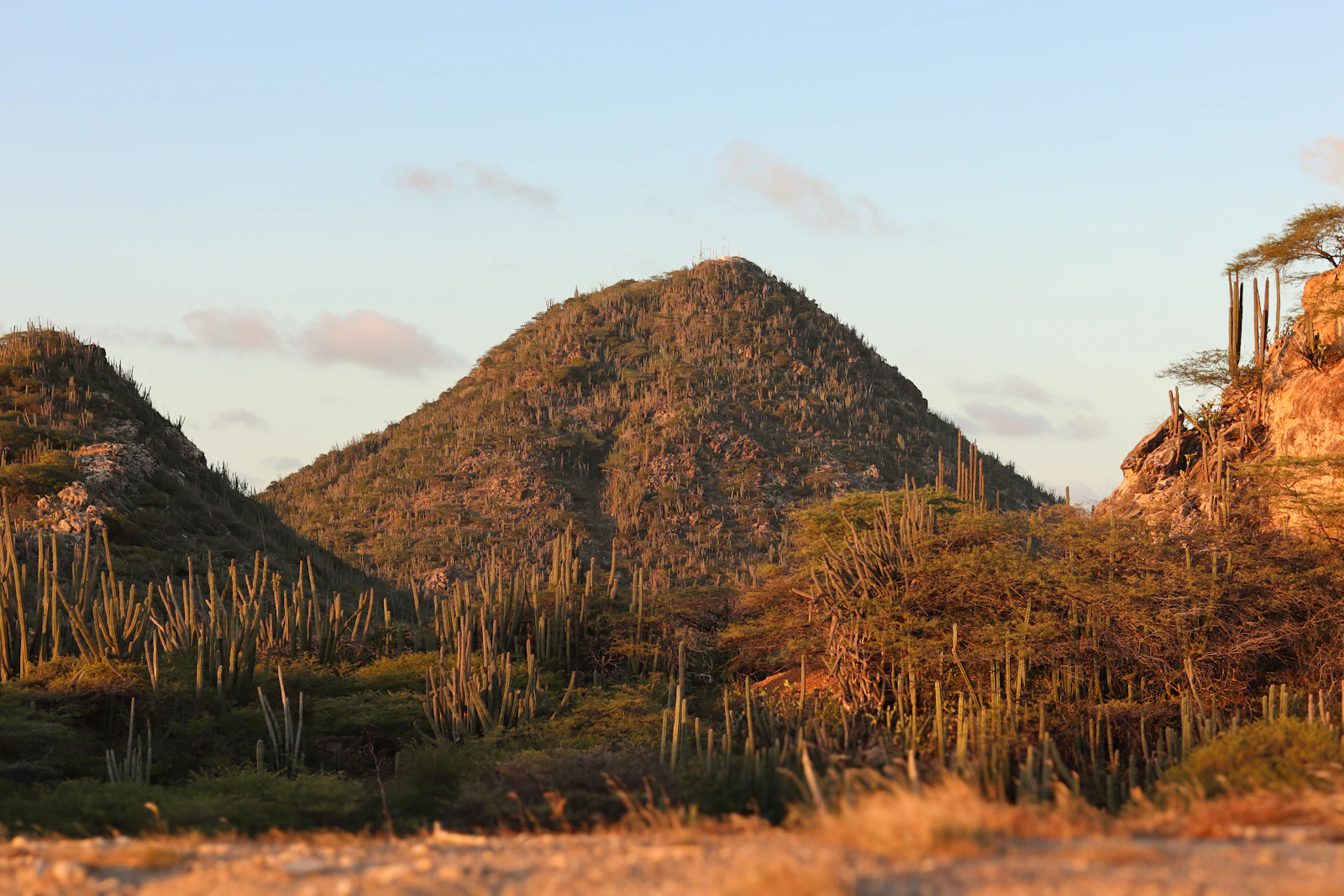 Oranjestad, Aruba photo 24 by Vera Wijermars | Feathering