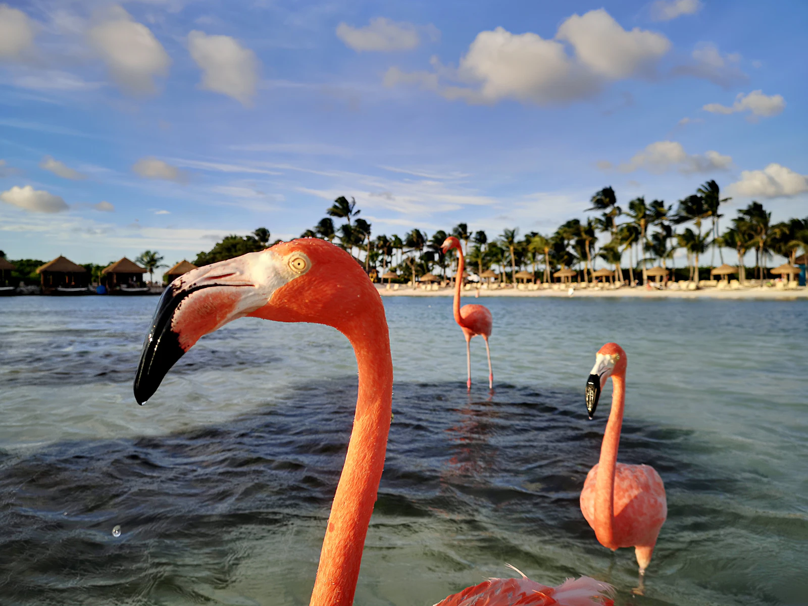 Oranjestad, Aruba photo 16 by Frugal Flyer