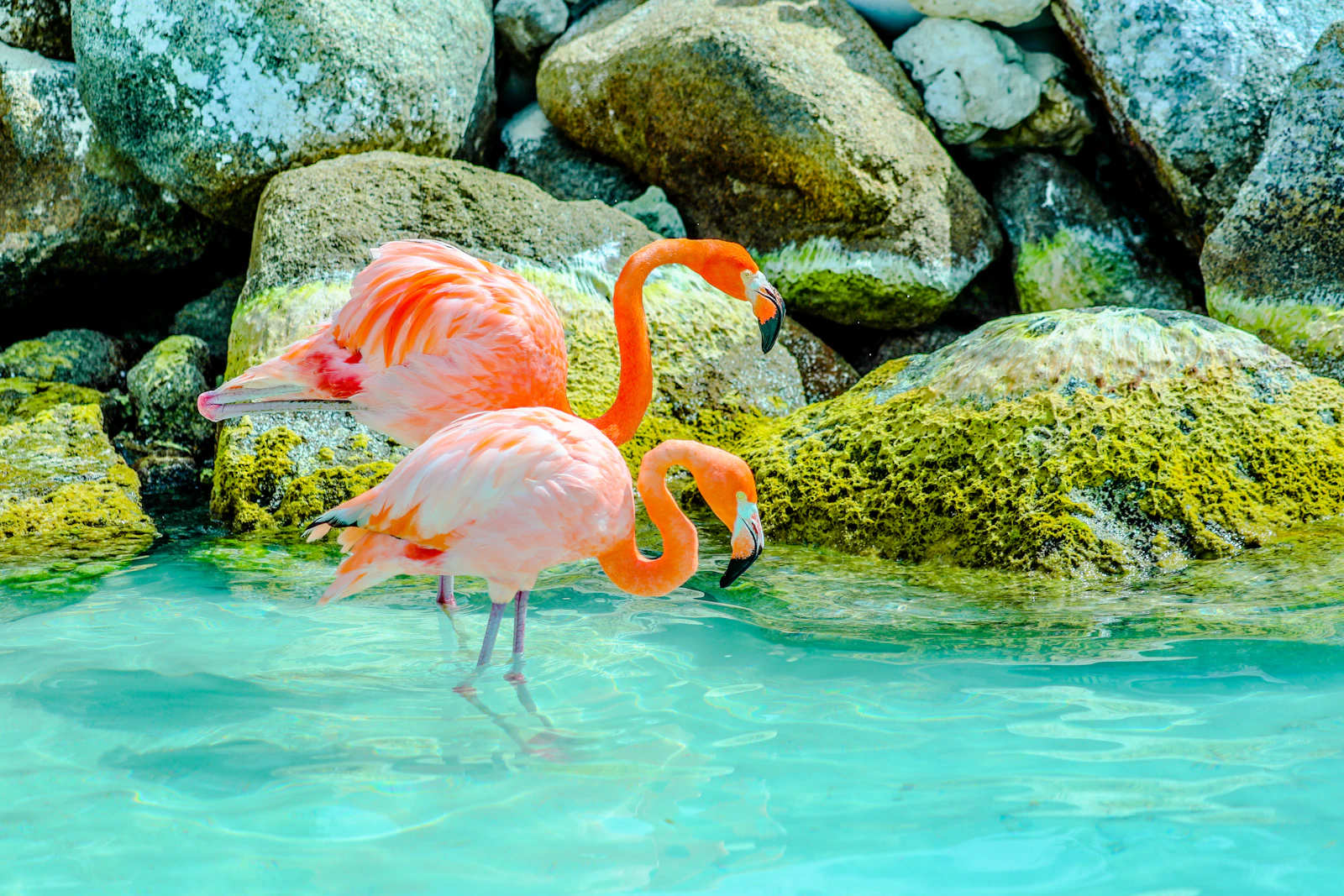 Oranjestad, Aruba photo 27 by Lex Melony