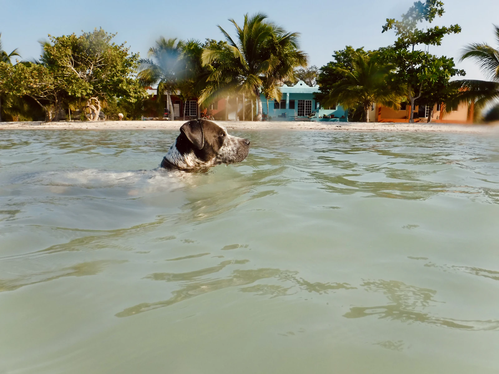 Caye Caulker, Belize photo 30 by ZAVI