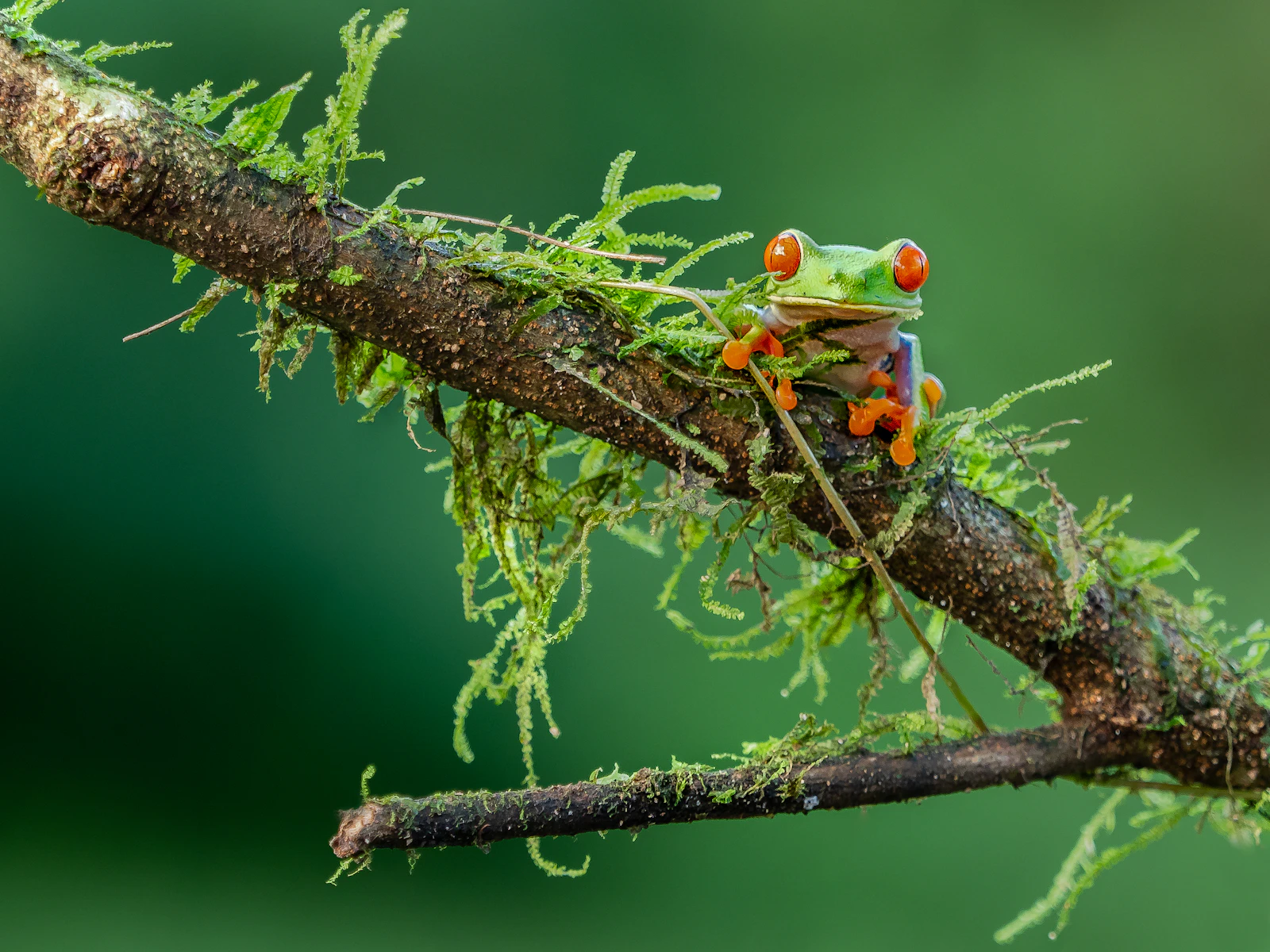 La Fortuna, Costa Rica photo 7 by William Warby