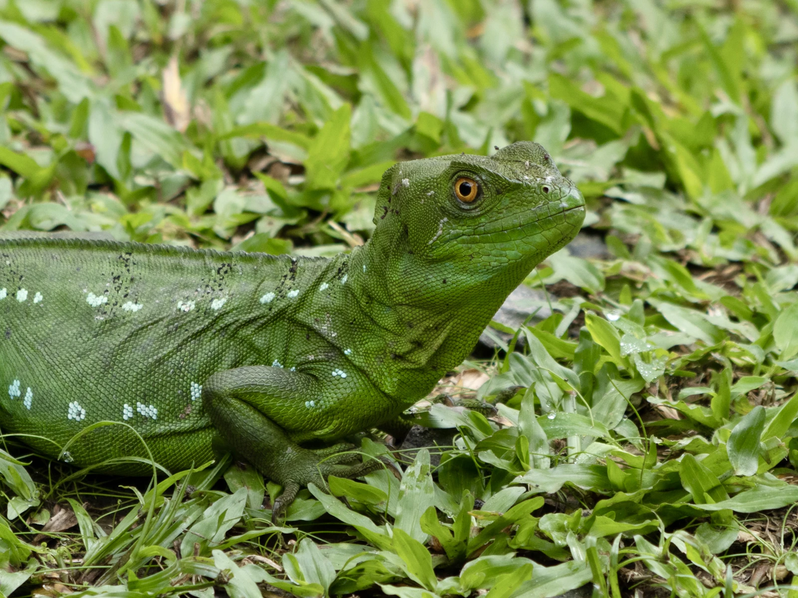 La Fortuna, Costa Rica photo 17 by Hongbin