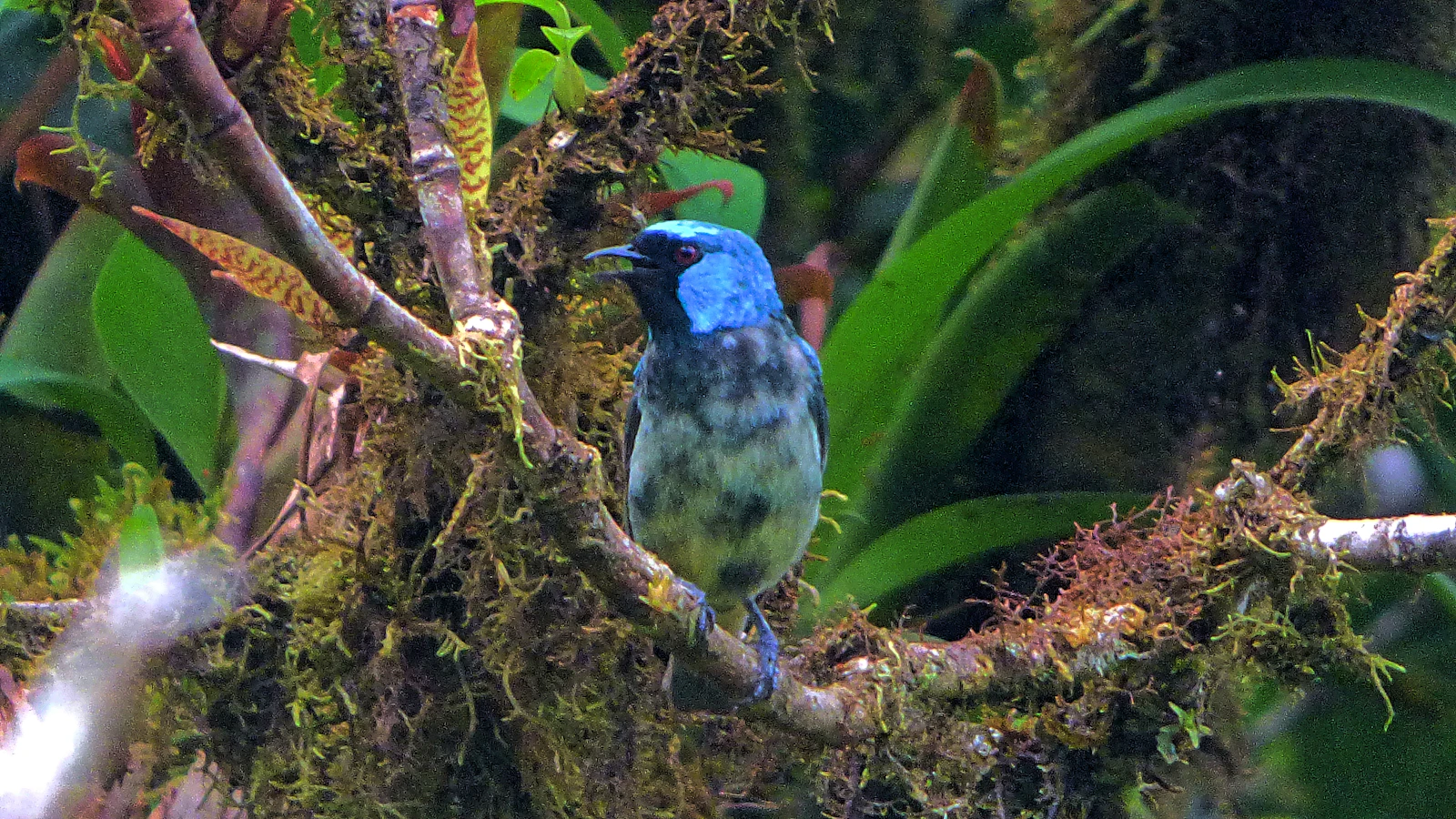 Monteverde, Costa Rica photo 28 by Dulce Wilson