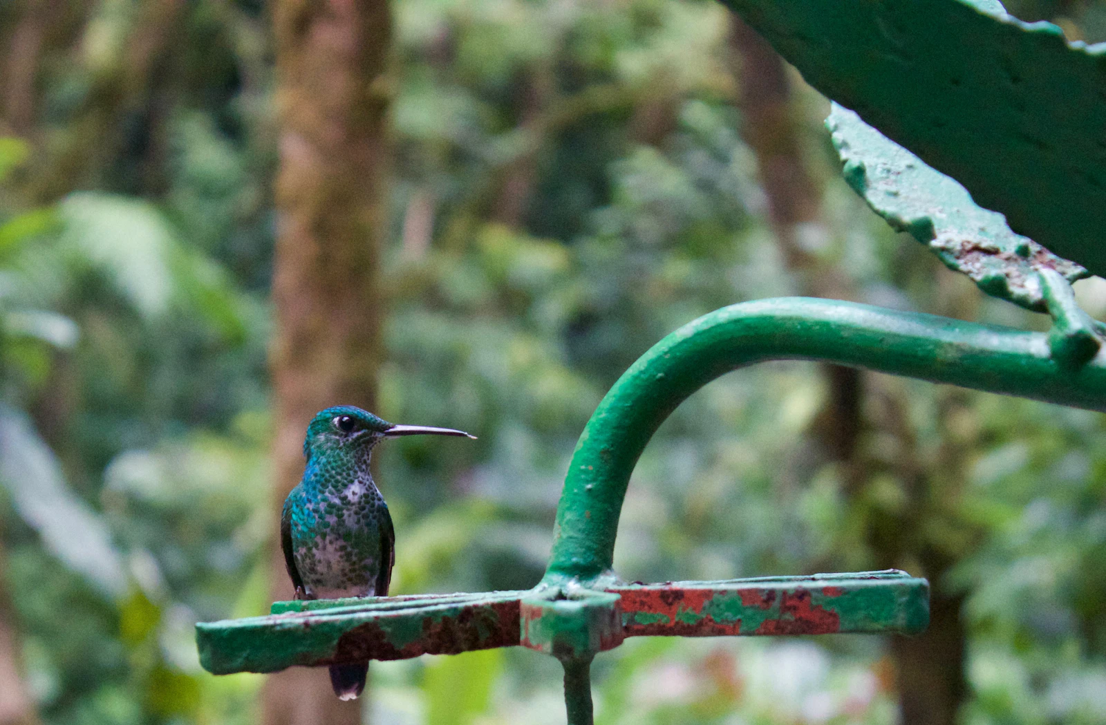 Monteverde, Costa Rica photo 26 by Leslie Cross