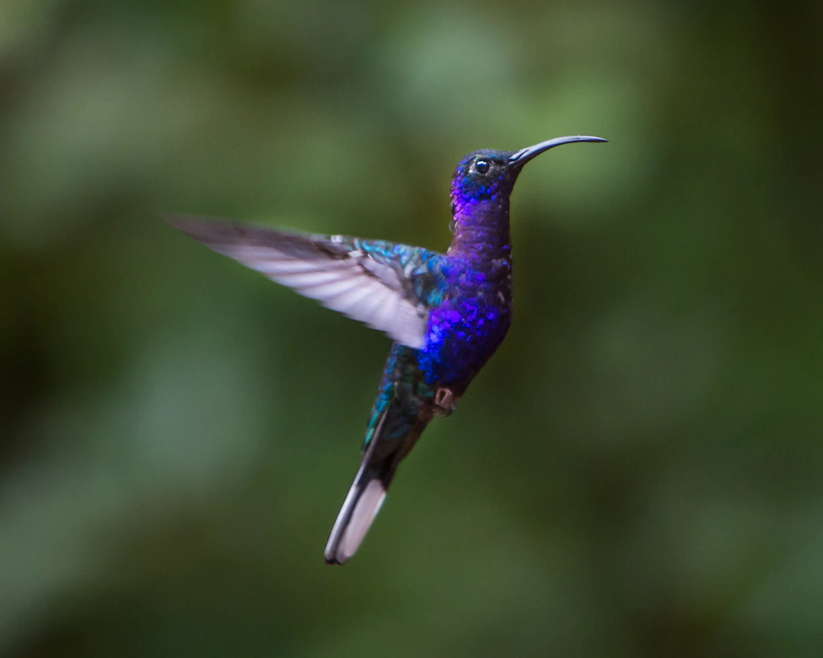Monteverde, Costa Rica photo 10 by James Ting