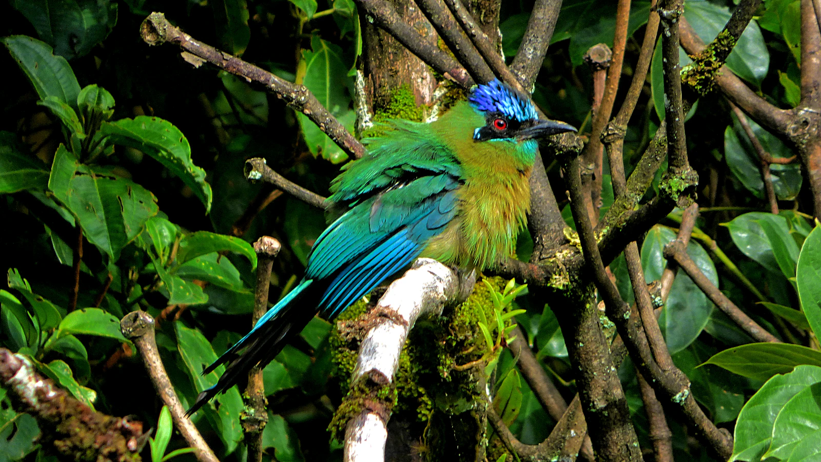 Monteverde, Costa Rica photo 21 by Dulce Wilson