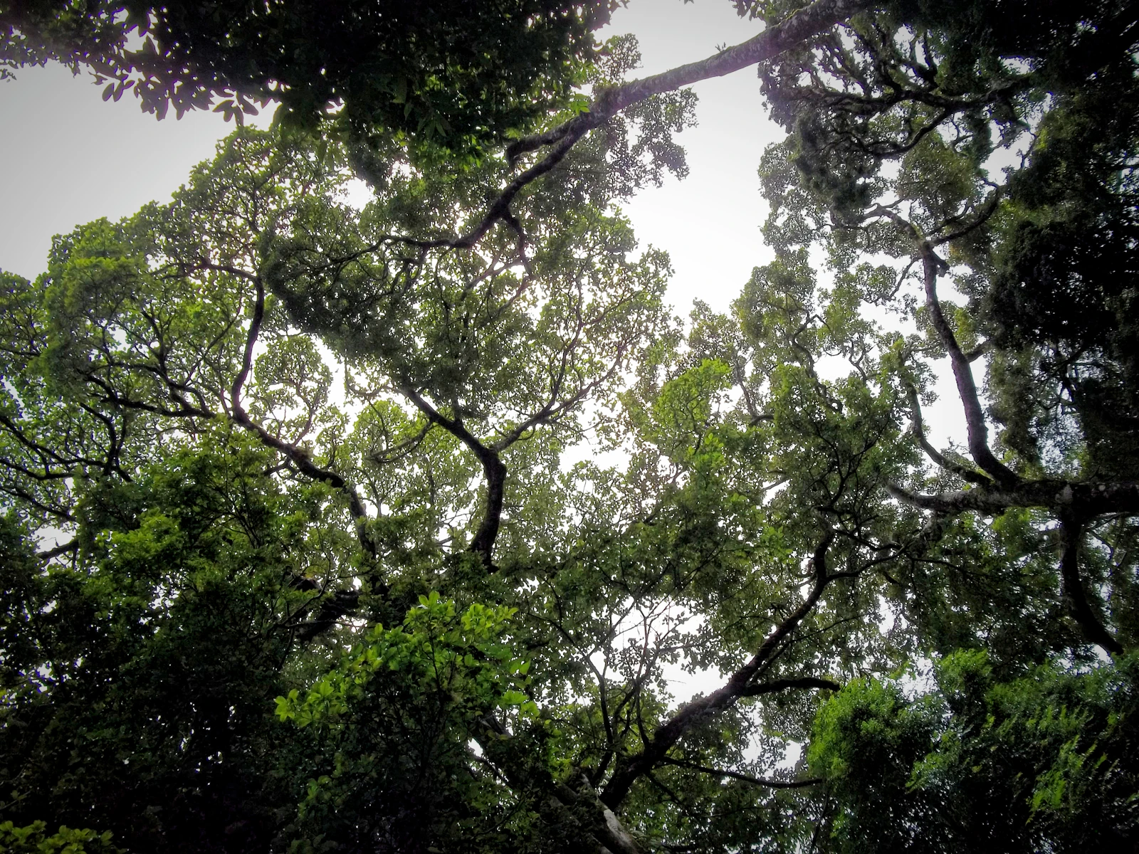 Monteverde, Costa Rica photo 27 by Dulce Wilson