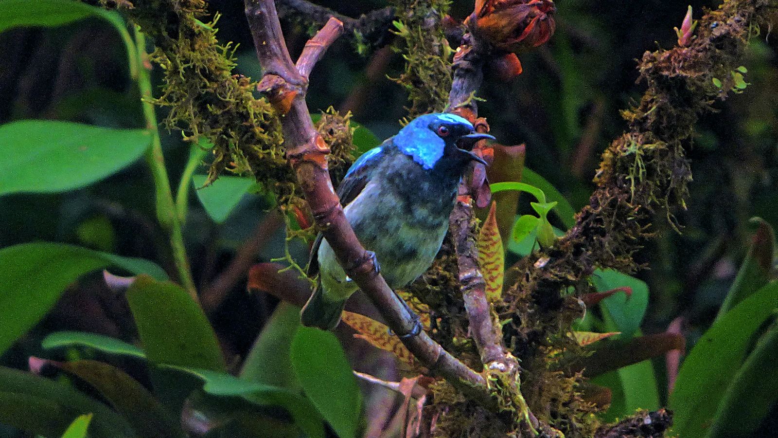 Monteverde, Costa Rica photo 25 by Dulce Wilson
