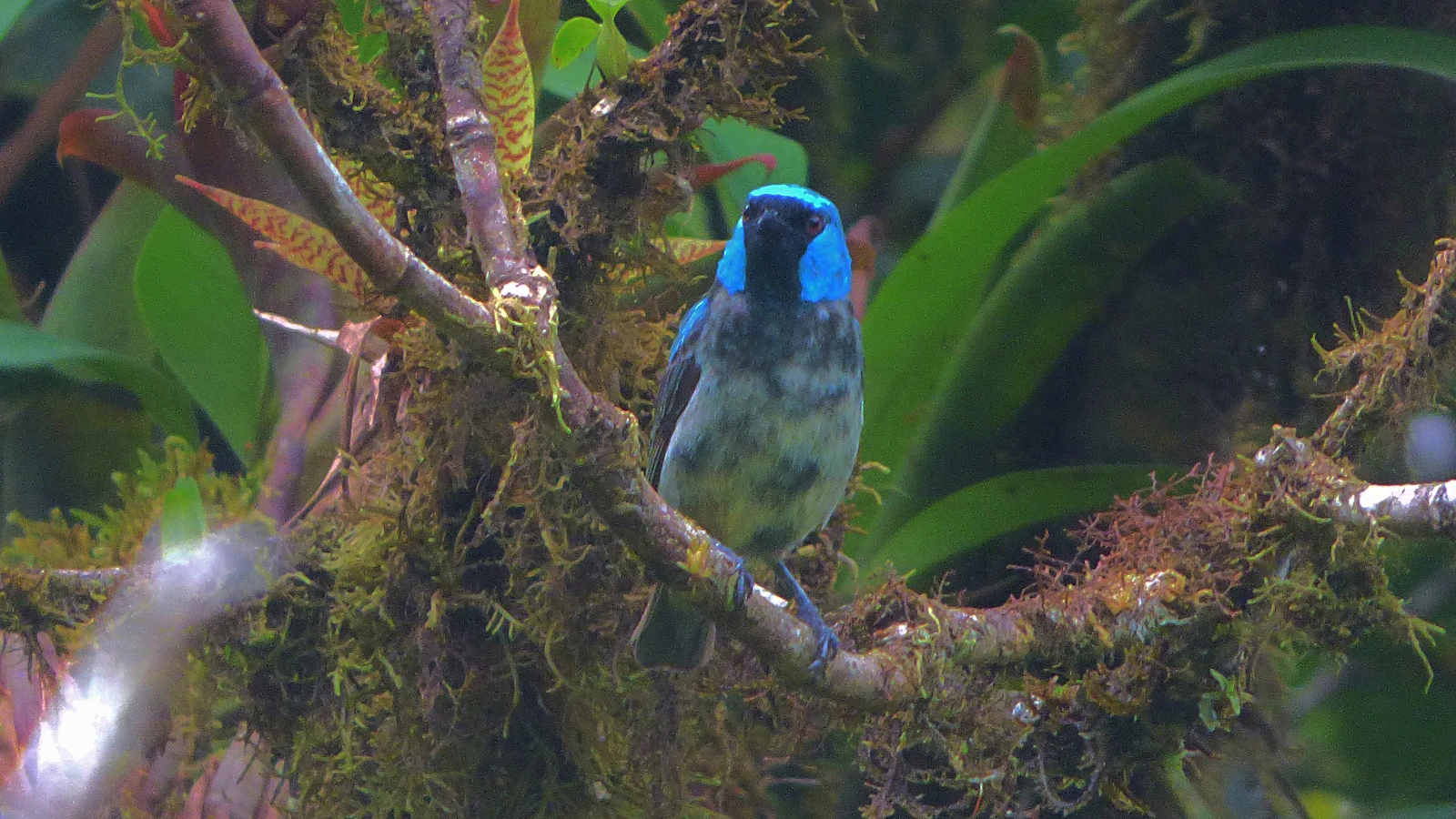 Monteverde, Costa Rica photo 22 by Dulce Wilson