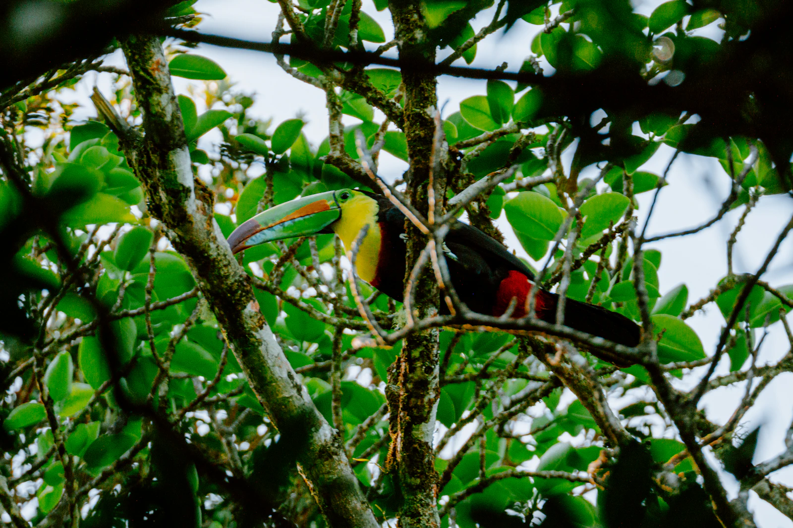 Monteverde, Costa Rica photo 29 by Filiz Elaerts