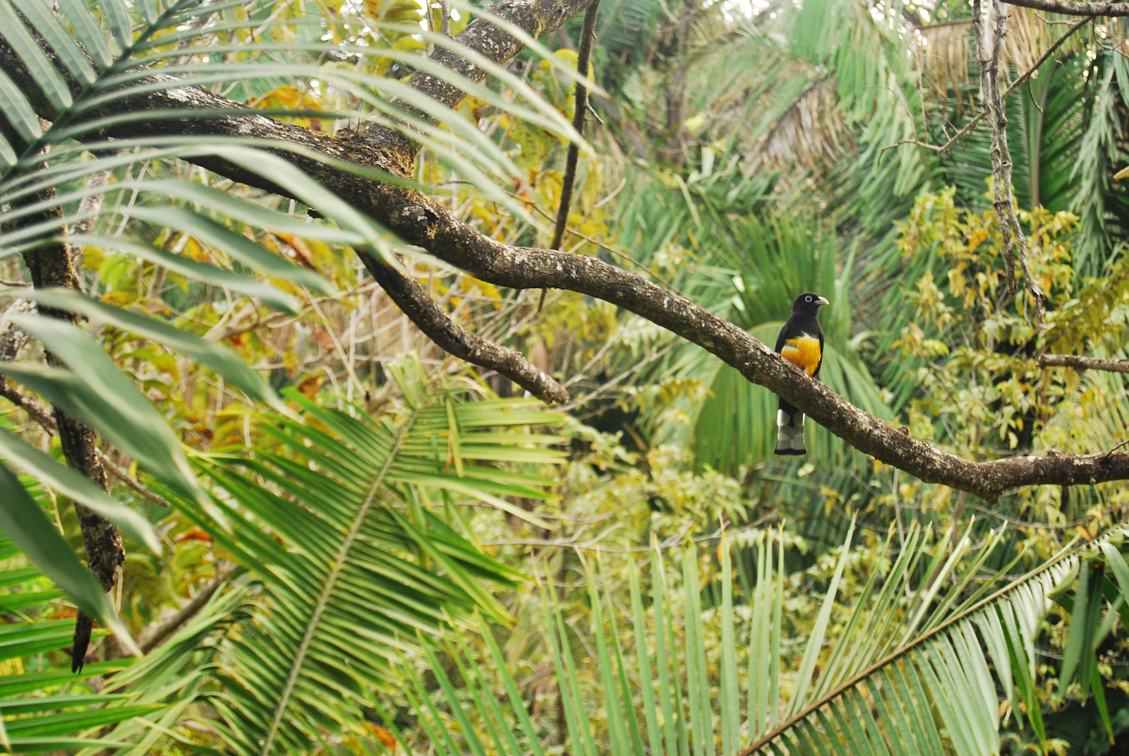 Nosara, Costa Rica photo 6 by Aly Crouse