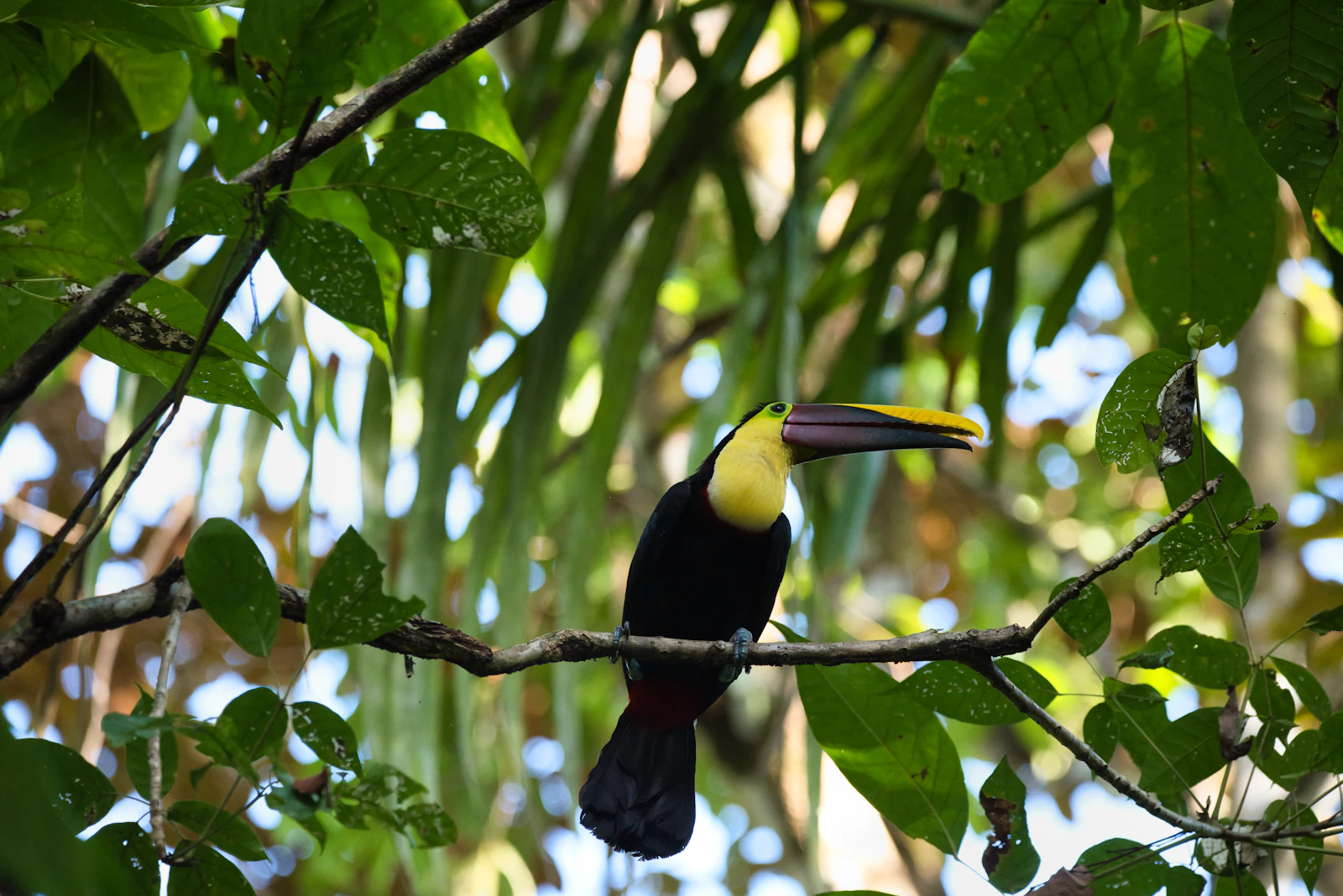 Quepos, Costa Rica photo 17 by iulian aghei
