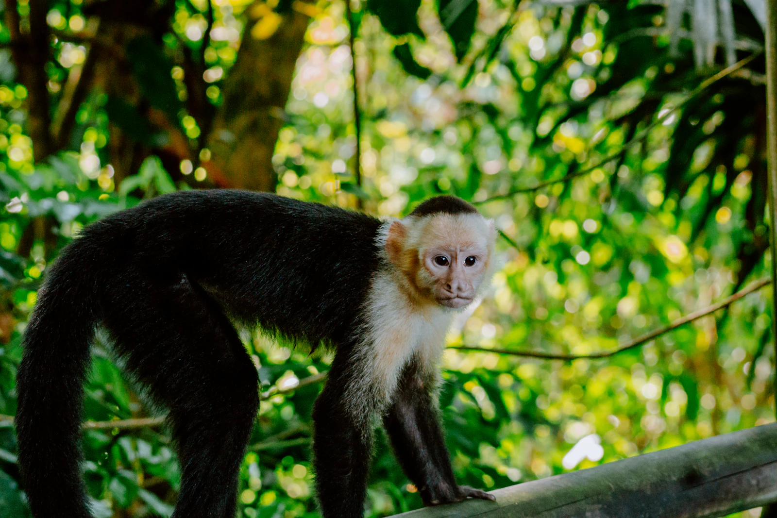 Quepos, Costa Rica photo 29 by Filiz Elaerts