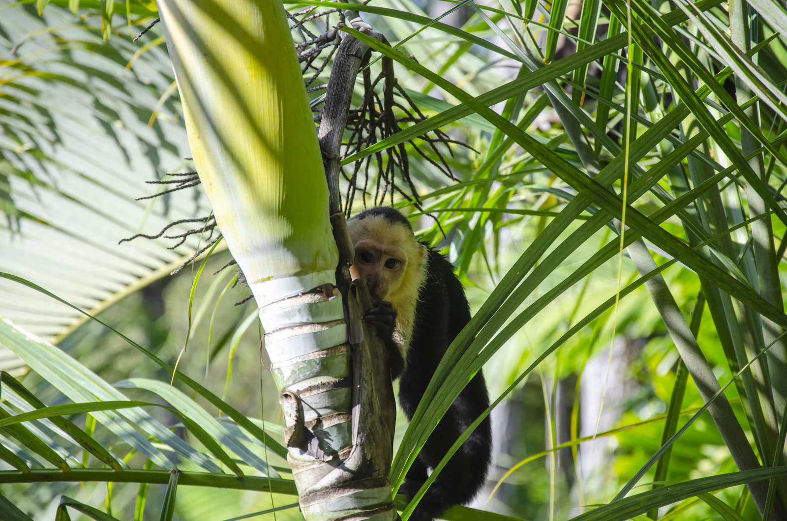 Quepos, Costa Rica photo 15 by Dennis Michel